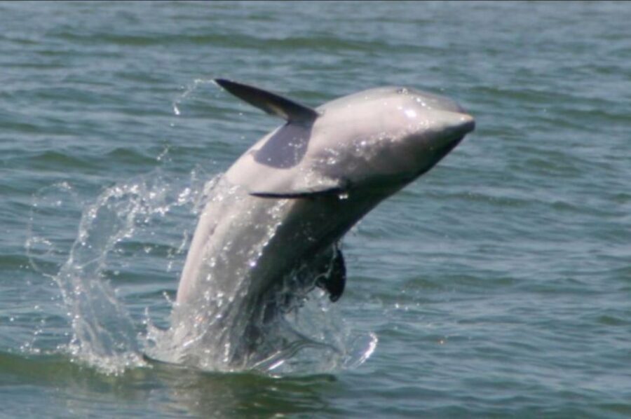 Folly Beach: Sunset Dolphin Boat Tour to Morris Island - The Authentic Traveler Experience