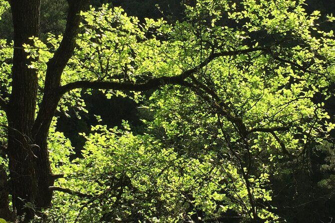 Forest Mindfulness and Embodiment Experience - An Honest Look at the Experience