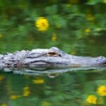 Fort Lauderdale: Everglades Express Tour with Airboat Ride - The Value for Your Money