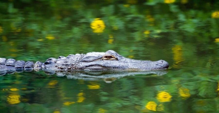 Fort Lauderdale: Everglades Express Tour with Airboat Ride - The Value for Your Money