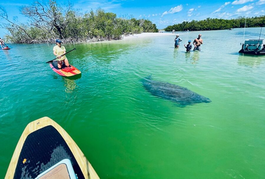 Fort Myers: Guided Standup Paddleboarding or Kayaking Tour - The Itinerary Breakdown