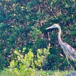 Fort Pierce: 4-hr Mangroves & Dolphin Watch Sandbar in FL - Final Thoughts