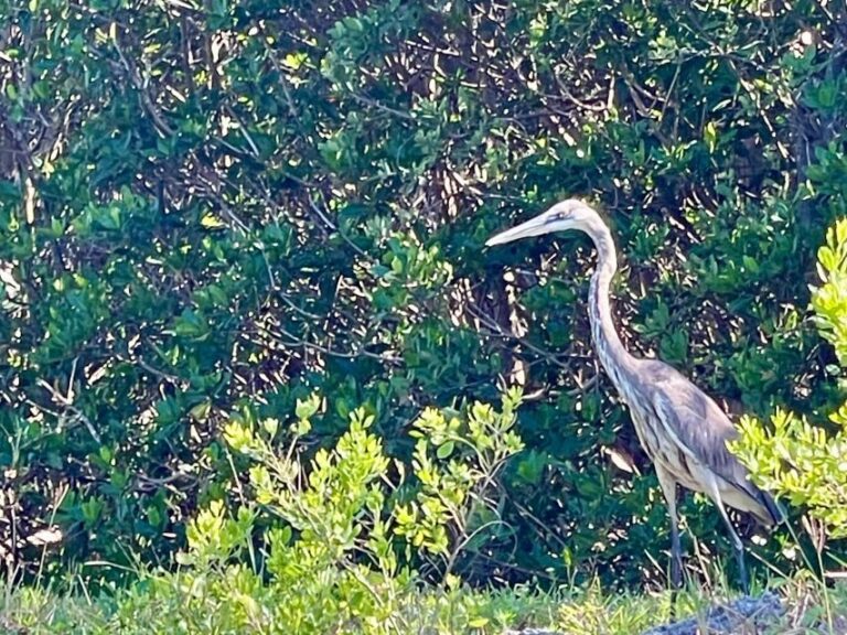 Fort Pierce: 4-hr Mangroves & Dolphin Watch Sandbar in FL - Final Thoughts