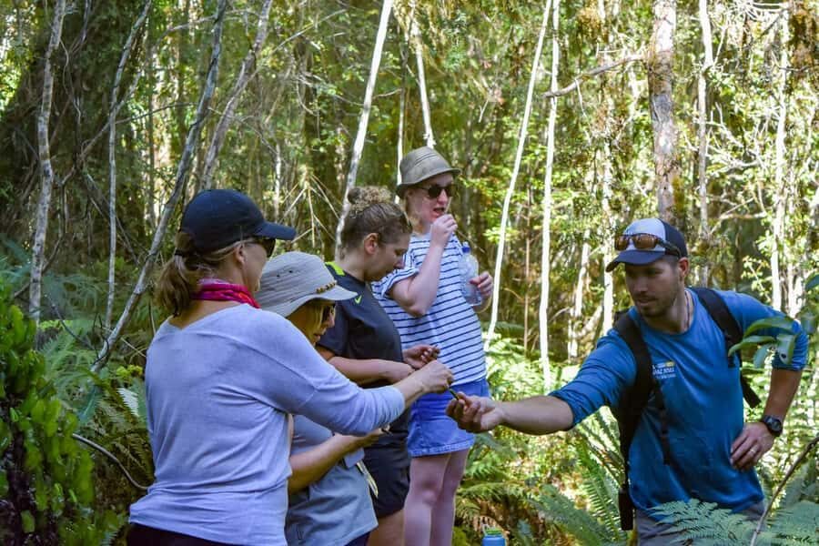 Franz Josef Glacier: 2.5-Hour Lake Mapourika Cruise and Walk - An Exclusive Walk into the Rainforest Kiwi Sanctuary