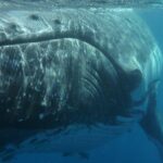 Fraser Island Whale Watch Encounter - Food, Refreshments, and the Overall Atmosphere