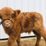 Fredericksburg Cow Cuddling - The Price and What You Get