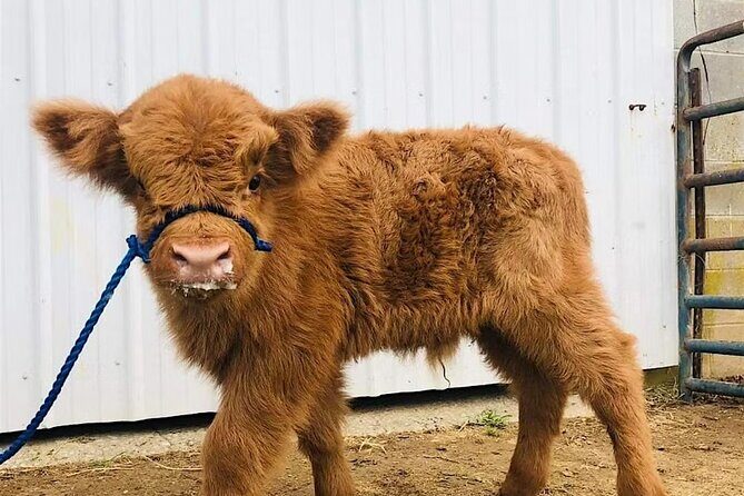 Fredericksburg Cow Cuddling - The Price and What You Get