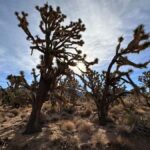 French-guided tour of the Grand Canyon, including Skywalk - What Reviewers Say