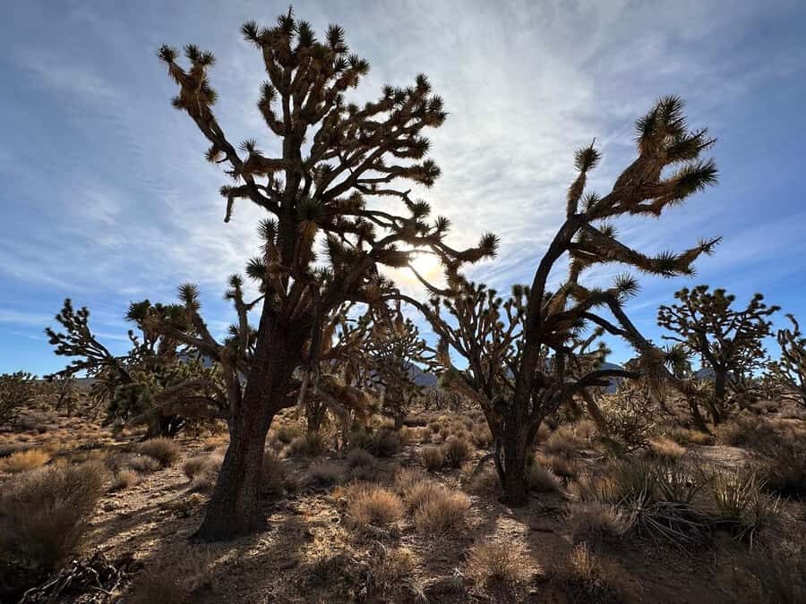 French-guided tour of the Grand Canyon, including Skywalk - What Reviewers Say