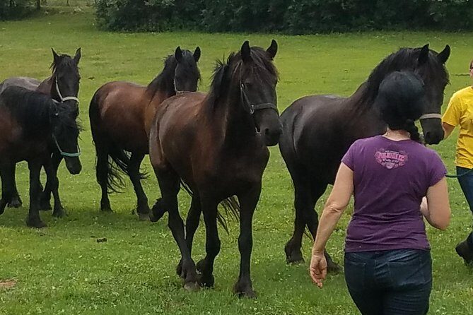Friesian Herd Tours, Workshops, Classes and Retreats in the Kettle Moraine area. - The Quality of the Experience and Reviews