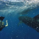 From Akumal: Whale Shark Tour - What Makes This Tour Stand Out
