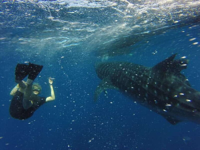 From Akumal: Whale Shark Tour - What Makes This Tour Stand Out