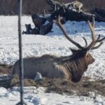 From Anchorage: Alaska Wildlife Center & Turnagain Arm Tour - Who Would Enjoy This Tour?