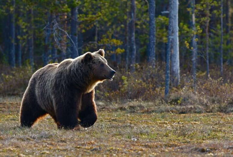 From Banff: Banff Wildlife & Scenic Highlights Premium Tour - What Makes This Tour Stand Out?
