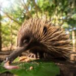 From Brisbane: Australia Zoo Transfer and Entry Ticket - The Real Value in This Experience