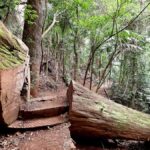 From Brisbane: Maiala Rainforest Private Tour - Who will love this tour?