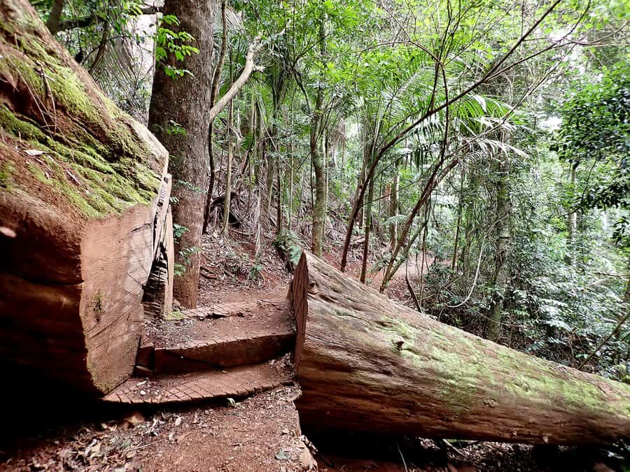 From Brisbane: Maiala Rainforest Private Tour - Who will love this tour?
