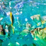 From Brisbane: Moreton Island Full-Day Trip - The Practical Side: What You Need to Know