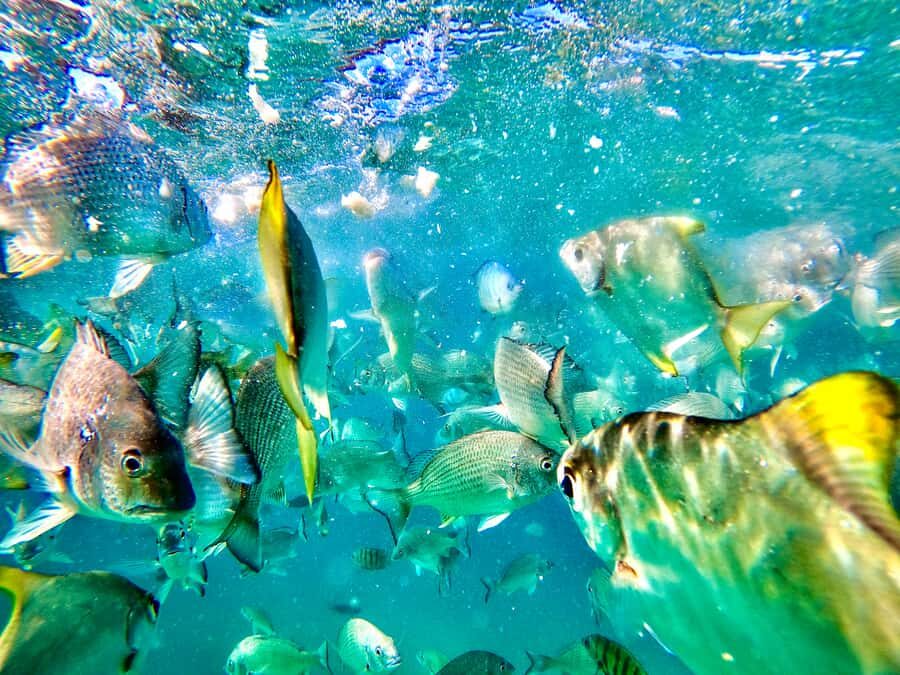 From Brisbane: Moreton Island Full-Day Trip - The Practical Side: What You Need to Know