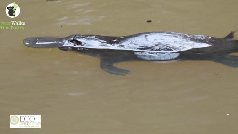 From Byron Bay: Platypus Spotting Walk - The Real Value of the Tour