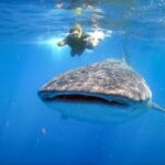 From Cabo: Snorkel with Whale Sharks in La Paz - Key Points