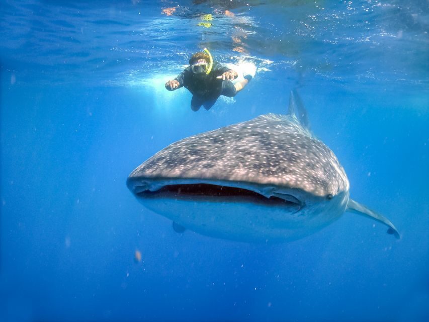 From Cabo: Snorkel with Whale Sharks in La Paz - Key Points