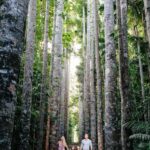 From Cairns: Atherton Tablelands and Paronella Park Day Trip - What’s Included and the Experience Quality