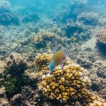 From Cairns: Green Island Full-Day Cruise - Value and Practicalities