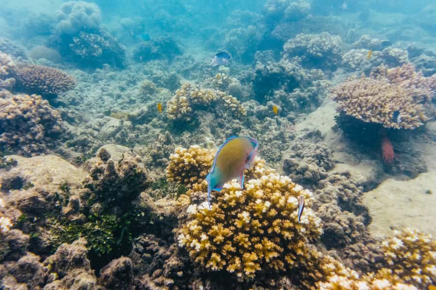 From Cairns: Green Island Full-Day Cruise - Value and Practicalities