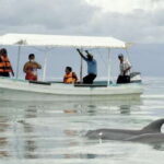 From Campeche: Isla Aguada Dolphin Encounter Tour - Is It Worth the Price?