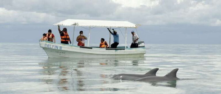 From Campeche: Isla Aguada Dolphin Encounter Tour - Is It Worth the Price?