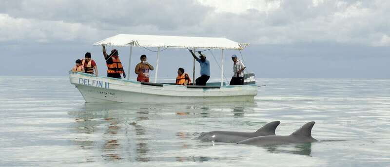 From Campeche: Isla Aguada Dolphin Encounter Tour - Is It Worth the Price?
