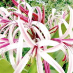 From Campeche: Miguel Colorado Cenotes Tour - Who Will Love This Tour?