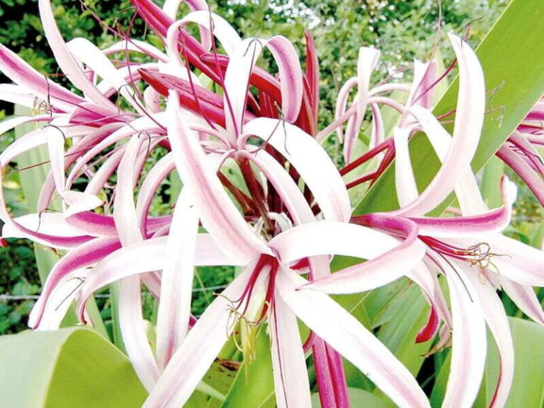 From Campeche: Miguel Colorado Cenotes Tour - Who Will Love This Tour?