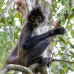 From Cancun: Coba Ruins and Punta Laguna Day Trip - Is It Worth the Price?