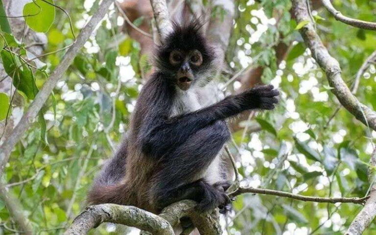 From Cancun: Coba Ruins and Punta Laguna Day Trip - Is It Worth the Price?