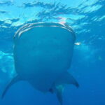 From Cancún: Half-Day Snorkeling with Whale Sharks - What to Expect on the Tour