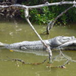From Cancun: Kantemó Snake Cavern Adventure - What the Tour Includes and How It Runs