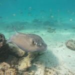 From Cancun: Ocean Reef Snorkeling - Diving into the Details