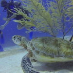 From Cancun: Shipwreck Dives Experience in Puerto Morelos - What to Expect on the Tour