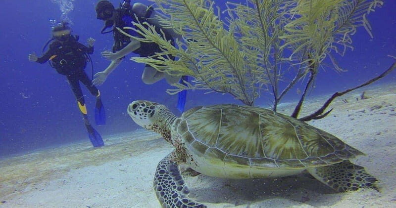 From Cancun: Shipwreck Dives Experience in Puerto Morelos - What to Expect on the Tour