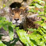 From Cancun: Xcaret Plus Park, the complete experience - Weighing the Cost Against the Experience