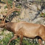 From Canmore/Banff: Columbia Icefield Skywalk Peyto Private Tour - Practical Considerations and Who It’s Best For