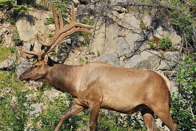 From Canmore/Banff: Columbia Icefield Skywalk Peyto Private Tour - Practical Considerations and Who It’s Best For
