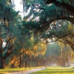 From Charleston: Boone Hall Plantation Entry with Transfers - A Closer Look at the Itinerary