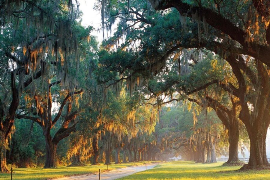From Charleston: Boone Hall Plantation Entry with Transfers - A Closer Look at the Itinerary