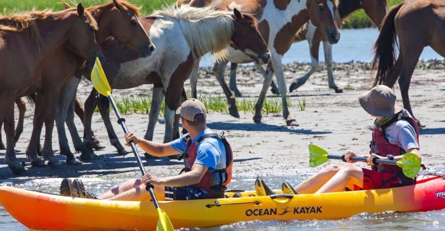 From Chincoteague: Guided Kayak Tour to Assateague Island - What You’ll Actually Do During the Tour