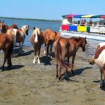 From Chincoteague Island: Assateague Island Boat Tour - Who Will Love This Tour?