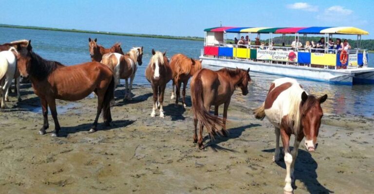 From Chincoteague Island: Assateague Island Boat Tour - Who Will Love This Tour?