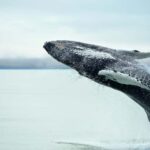 From Christchurch: Kaikura Day Tour with Whale Watching - Practical Considerations